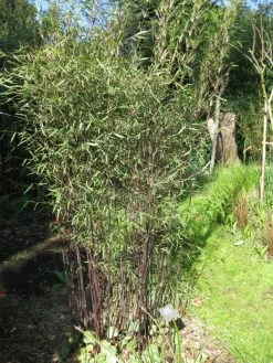 Fargesia Jiuzhaigou 'Deep Purple', Jade Bambus, Rothalmiger Schirm-Bambus 12 Fargesia Jiuzhaigou 'Deep Purple', Jade Bambus, Rothalmiger Schirm-Bambus -Gartengrün -Pflanze deep purple halme 1280x1280