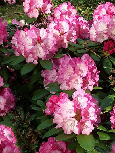 Rhododendron Yakushimanum 'Dreamland' 1 Rhododendron Yakushimanum 'Dreamland'