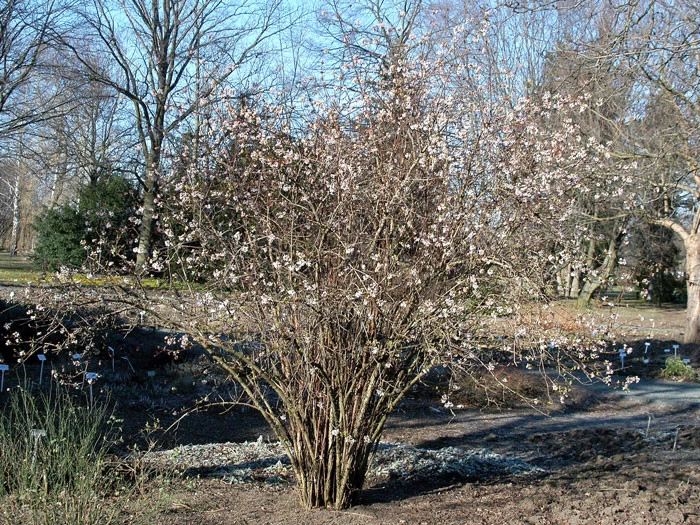 Viburnum Farreri, Duftschneeball 3 Viburnum Farreri, Duftschneeball – Bild 3