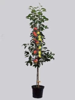Duo-Apfelbaum - Elstar Und Gala