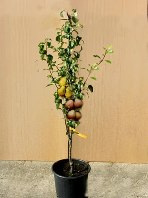 Duo-Birnbaum - Williams Christ Und Gute Luise 1 Duo-Birnbaum - Williams Christ Und Gute Luise