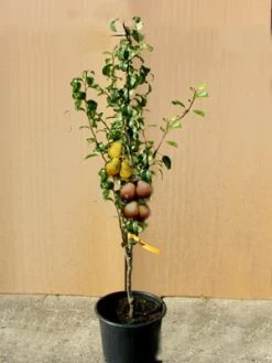 Duo-Birnbaum - Williams Christ Und Conference