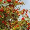 Sorbus Aucuparia 'Edulis', Mährische (essbare) Eberesche