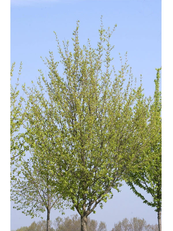 Acer Campestre 'Elsrijk', Kegel-Feldahorn - Hochstamm 2 Acer Campestre 'Elsrijk', Kegel-Feldahorn - Hochstamm – Bild 2