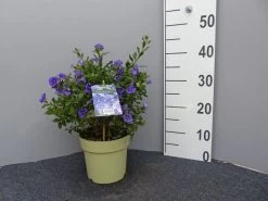 Solanum Rantonnetii, Solanum, Enzianstrauch 7 Solanum Rantonnetii, Solanum, Enzianstrauch -Gartengrün -Pflanze enzianstrauch gross 1 1280x1280