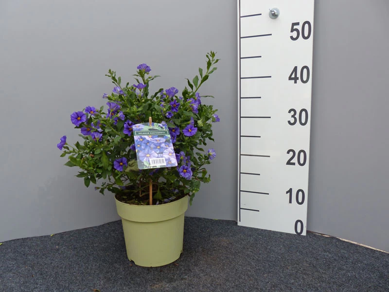 Solanum Rantonnetii, Solanum, Enzianstrauch 1 Solanum Rantonnetii, Solanum, Enzianstrauch