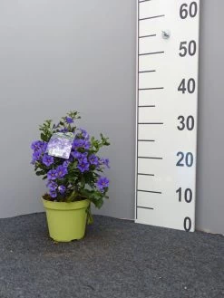 Solanum Rantonnetii, Solanum, Enzianstrauch 6 Solanum Rantonnetii, Solanum, Enzianstrauch -Gartengrün -Pflanze enzianstrauch klein 1 1280x1280