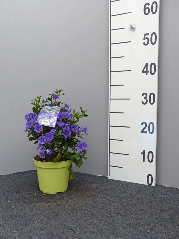 Solanum Rantonnetii, Solanum, Enzianstrauch 2 Solanum Rantonnetii, Solanum, Enzianstrauch – Bild 2