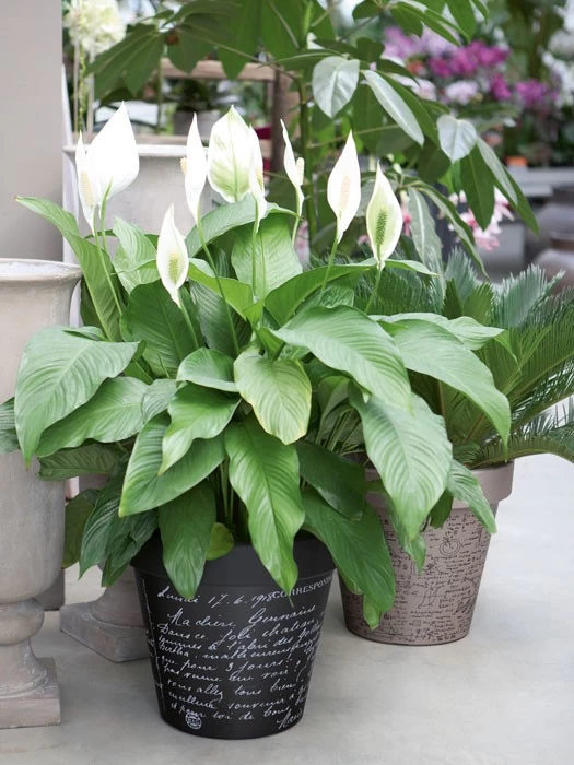 Pflanzkübel E&K Sience 2 Pflanzkübel E&K Sience – Bild 2