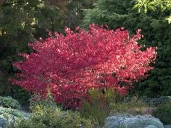 Euonymus Alatus 'Compactus' 5 Euonymus Alatus 'Compactus' -Gartengrün -Pflanze euonymus compactus 1280x1280