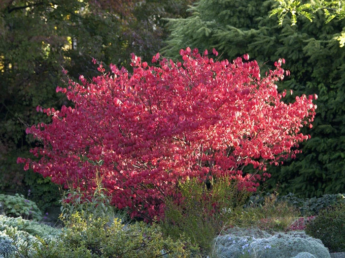Euonymus Alatus 'Compactus' 3 Euonymus Alatus 'Compactus' – Bild 3