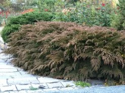 Microbiota Decussata, Fächer-Wacholder 5 Microbiota Decussata, Fächer-Wacholder -Gartengrün -Pflanze faecher wacholder 1280x1280