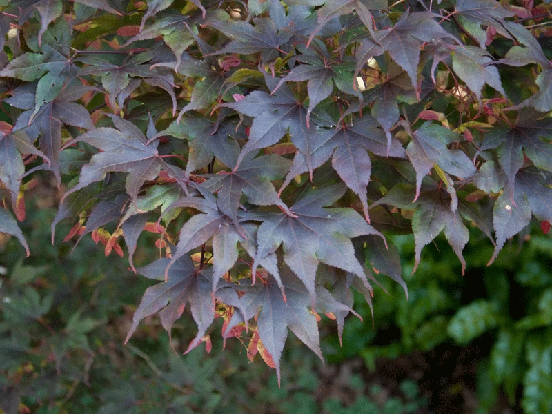 Acer Palmatum 'Bloodgood', Dunkelroter Fächerahorn 2 Acer Palmatum 'Bloodgood', Dunkelroter Fächerahorn – Bild 2
