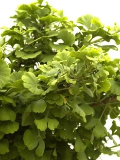 Ginkgo Biloba Mariken, Kugel-Ginkgo - Hochstamm 6 Ginkgo Biloba Mariken, Kugel-Ginkgo - Hochstamm -Gartengrün -Pflanze faecherblattbaum mariken 1280x1280