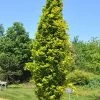 Fagus Sylvatica 'Dawyck Gold', Gelbe Säulenbuche