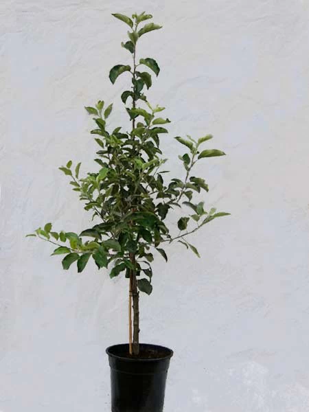 Familien-Apfelbaum - Topaz, Gerlinde, Pinova Und Rubinola 2 Familien-Apfelbaum - Topaz, Gerlinde, Pinova Und Rubinola – Bild 2