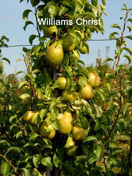 Familien-Birnbaum - Williams+Conference+Gute Luise+Nojabrskaja 2 Familien-Birnbaum - Williams+Conference+Gute Luise+Nojabrskaja – Bild 2