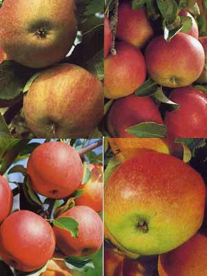 Familien-Apfelbaum - Jonagold, Cox Orange, Elstar Und James Grieve 1 Familien-Apfelbaum - Jonagold, Cox Orange, Elstar Und James Grieve