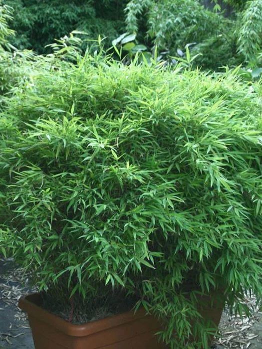 Fargesia Murielae 'Bimbo', Kleiner Gartenbambus 1 Fargesia Murielae 'Bimbo', Kleiner Gartenbambus