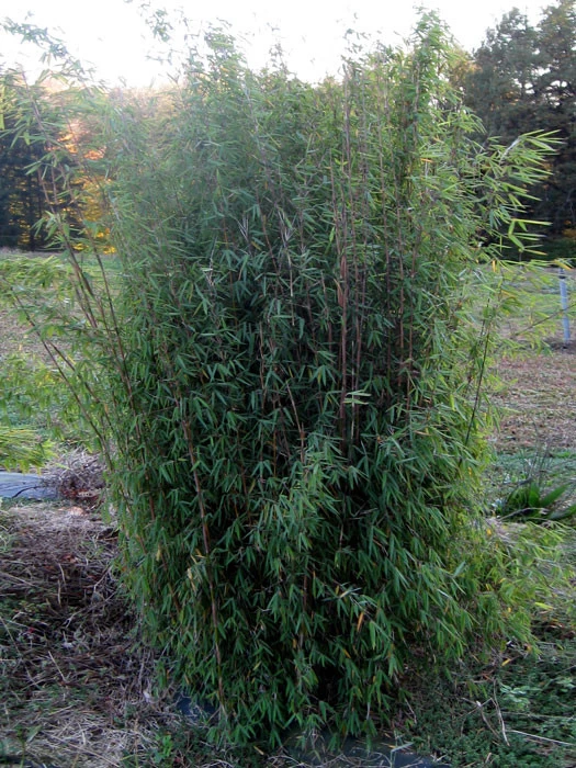 Fargesia Jiuzhaigou, Jade Bambus, Rothalmiger Schirm-Bambus 1 Fargesia Jiuzhaigou, Jade Bambus, Rothalmiger Schirm-Bambus