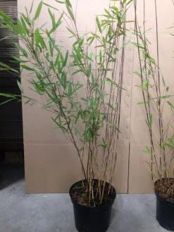 Fargesia Nitida 'Black Pearl' - Glänzender Schirm-Bambus -Gartengrün -Pflanze fargesia nitida black pearl 1280x1280