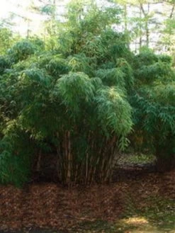 Fargesia Robusta 'Campbell', Großer Heckenbambus