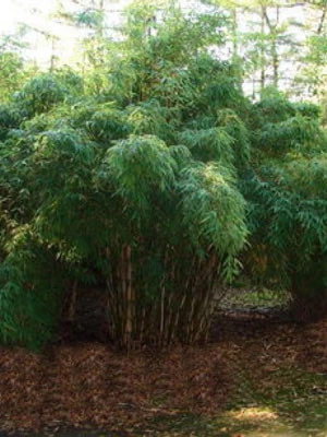 Fargesia Robusta 'Campbell', Großer Heckenbambus 1 Fargesia Robusta 'Campbell', Großer Heckenbambus