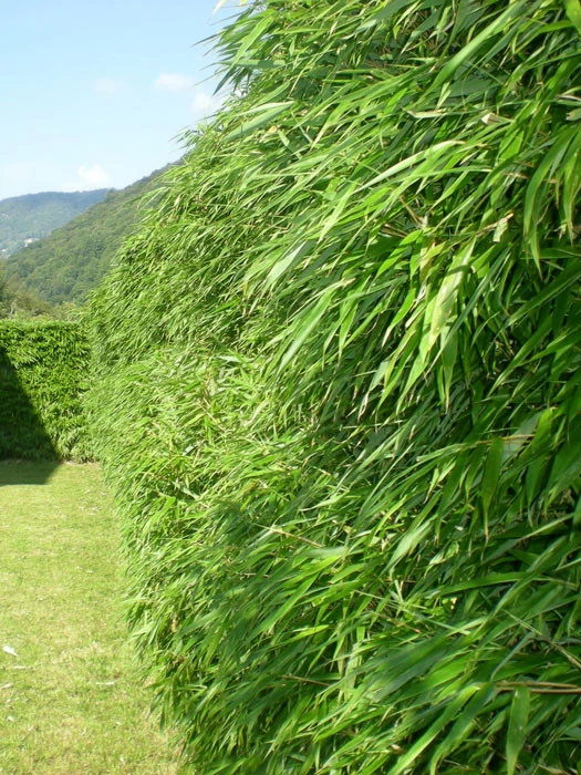 Fargesia Rufa, Grüner Heckenbambus 1 Fargesia Rufa, Grüner Heckenbambus