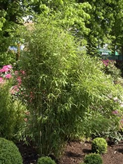 Fargesia Scabrida, Purpur-Bambus, Garten-Bambus