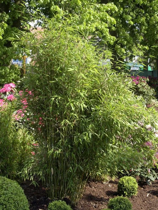 Fargesia Scabrida, Purpur-Bambus, Garten-Bambus 1 Fargesia Scabrida, Purpur-Bambus, Garten-Bambus