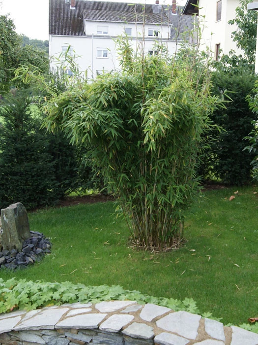 Fargesia Murielae 'Standing Stone' (R), Großblättriger Schirm-Bambus 2 Fargesia Murielae 'Standing Stone' (R), Großblättriger Schirm-Bambus – Bild 2