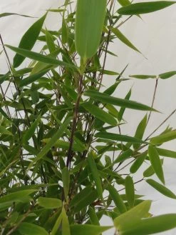 Fargesia Murielae 'Tiny', Schirmbambus 9 Fargesia Murielae 'Tiny', Schirmbambus -Gartengrün -Pflanze fargesia tiny blatt 1280x1280