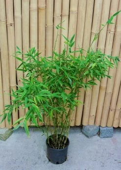 Fargesia Murielae 'Tiny', Schirmbambus 8 Fargesia Murielae 'Tiny', Schirmbambus -Gartengrün -Pflanze fargesia tiny 1280x1280