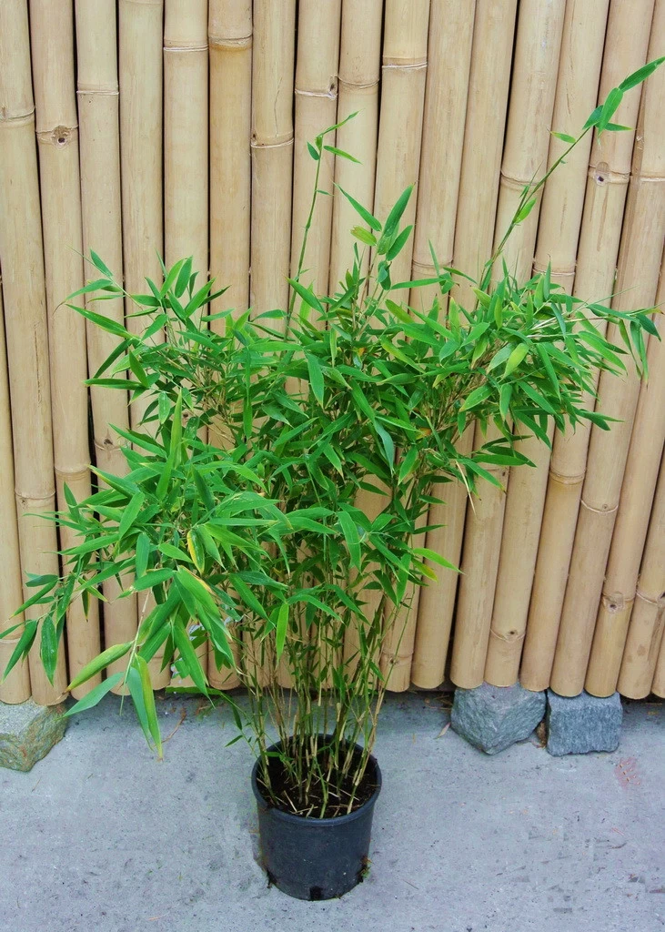 Fargesia Murielae 'Tiny', Schirmbambus 4 Fargesia Murielae 'Tiny', Schirmbambus – Bild 4