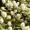 Fothergilla Major, Federbuschstrauch
