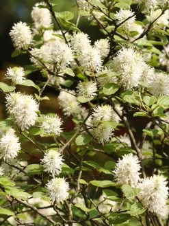 Fothergilla Major, Federbuschstrauch