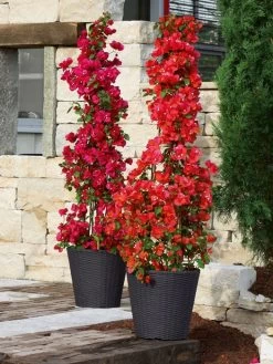 Pflanzkübel Geflecht-Dekor -Gartengrün -Pflanze flechtkuebel rund niedrig b 1280x1280