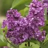 Syringa Vulgaris 'Charles Joly', Edel-Flieder