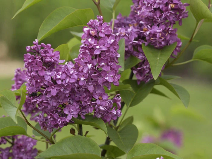 Syringa Vulgaris 'Charles Joly', Edel-Flieder 2 Syringa Vulgaris 'Charles Joly', Edel-Flieder – Bild 2