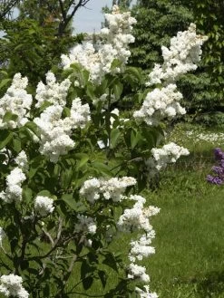 Syringa Vulgaris 'Madame Lemoine', Edel-Flieder