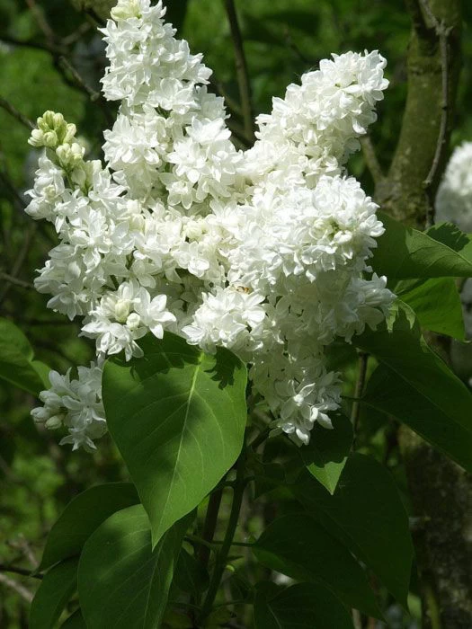 Syringa Vulgaris 'Madame Lemoine', Edel-Flieder 2 Syringa Vulgaris 'Madame Lemoine', Edel-Flieder – Bild 2