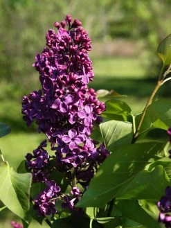 Syringa Vulgaris 'Andenken An Ludwig Späth'