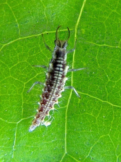 Florfliege (Art.Nr. KB4070) 1 Florfliege (Art.Nr. KB4070)