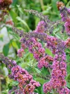 Buddleja Davidii 'Bicolor' (syn. Flower Power), Sommerflieder 4 Buddleja Davidii 'Bicolor' (syn. Flower Power), Sommerflieder -Gartengrün -Pflanze flower power buddleja 1280x1280