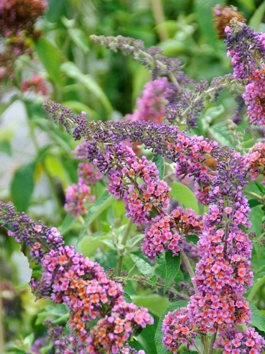 Buddleja Davidii 'Bicolor' (syn. Flower Power), Sommerflieder 2 Buddleja Davidii 'Bicolor' (syn. Flower Power), Sommerflieder – Bild 2