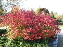 Euonymus Alatus, Flügel-Spindelstrauch 5 Euonymus Alatus, Flügel-Spindelstrauch -Gartengrün -Pflanze fluegel spindelstrauch 1280x1280