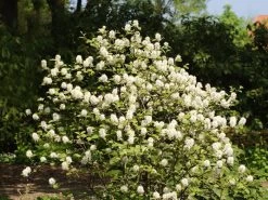 Fothergilla Major, Federbuschstrauch -Gartengrün -Pflanze fothergilla major 1280x1280