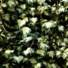 Hedera Helix 'Goldheart', Gelbbunter Efeu 'Goldheart', Goldefeu