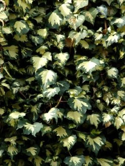 Hedera Helix 'Goldheart', Gelbbunter Efeu 'Goldheart', Goldefeu