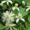 Clematis Vitalba, Gemeine Waldrebe